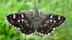 Muschampia cribrellum