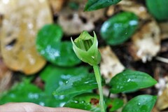 Pterostylis hildae