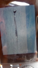 Balaenoptera borealis