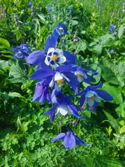 Aquilegia jucunda