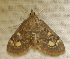 Anania tertialis