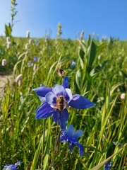 Aquilegia jucunda