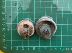 Cyclina sinensis
