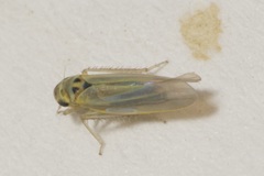 Zyginidia pullula