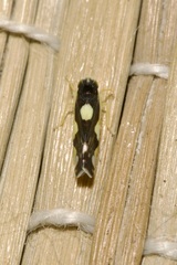 Eupteryx vittata