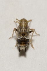 Dicranotropis hamata