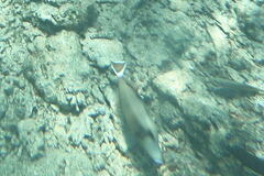 Sufflamen albicaudatum