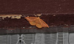 Watsonalla cultraria