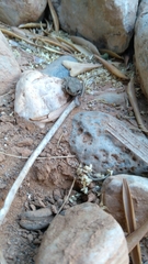 Sclerophrys mauritanica