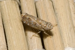 Jassargus