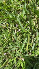 Phyla nodiflora