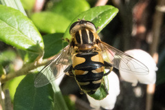 Helophilus neoaffinis