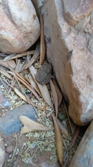Sclerophrys mauritanica