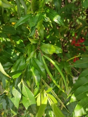 Periploca sepium