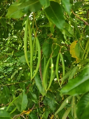 Periploca sepium