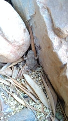 Sclerophrys mauritanica