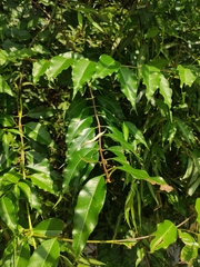 Periploca sepium