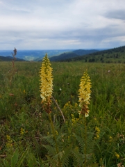 Pedicularis proboscidea