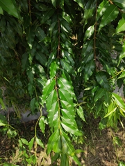 Periploca sepium
