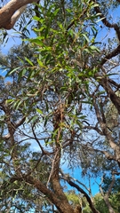 Angophora bakeri
