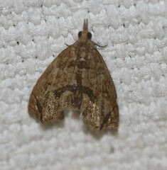 Taeniarchis catenata