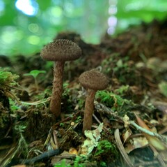 Inocybe leptophylla