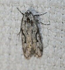 Stenoptena icmaea
