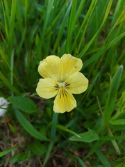 Viola altaica