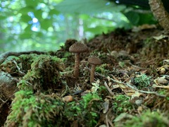 Inocybe leptophylla
