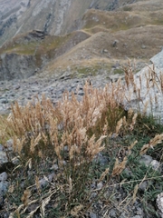 Trisetum distichophyllum