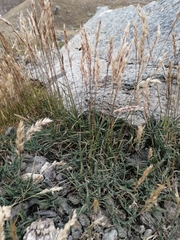 Trisetum distichophyllum