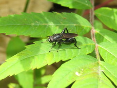 Chalcosyrphus chalybeus