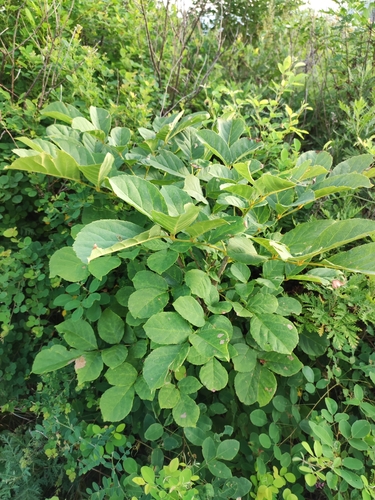 Image of Fraxinus chinensis by (c) Dmitry Ivanov, some rights reserved (CC BY)