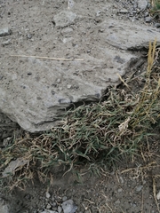 Trisetum distichophyllum