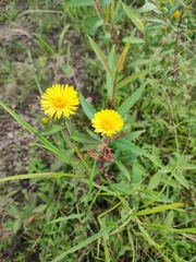 Inula japonica