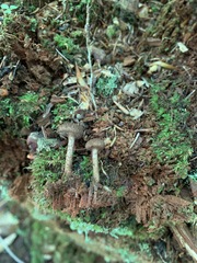 Inocybe leptophylla