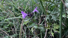 Clinopodium laxiflorum
