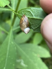Novisuccinea ovalis