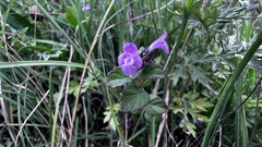 Clinopodium laxiflorum