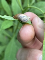 Novisuccinea ovalis