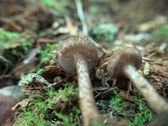 Inocybe leptophylla