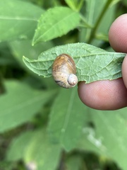 Novisuccinea ovalis