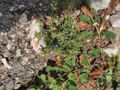 Chaenorhinum litorale