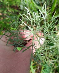 Artemisia sericea