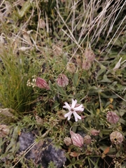 Silene vallesia