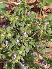 Chaenorhinum litorale