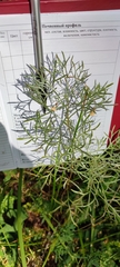 Artemisia sericea