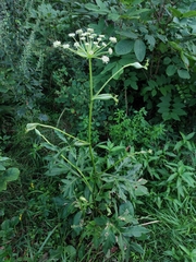 Angelica decursiva