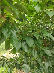 Prunus pseudocerasus