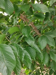 Prunus pseudocerasus